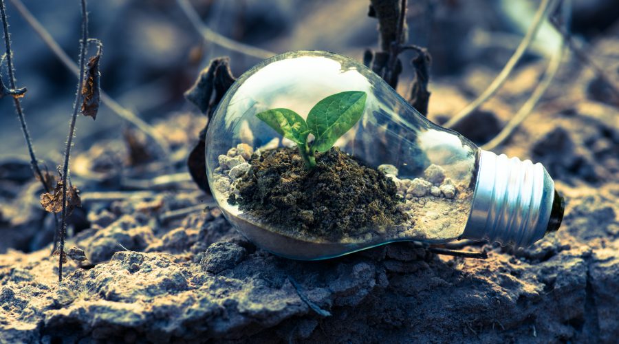 lampadina con erba e terreno dentro su un terreno all'aperto